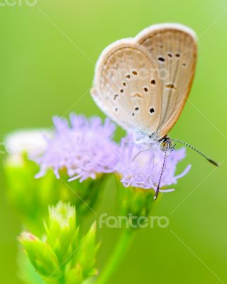 Close up small brown butterfly ( Tiny Grass Blue )