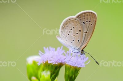 Close up small brown butterfly ( Tiny Grass Blue )