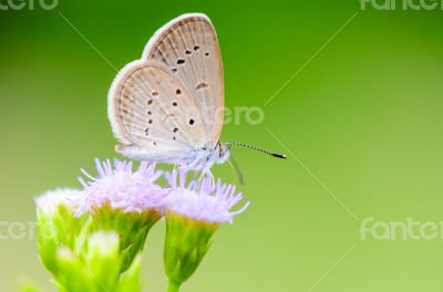 Close up small brown butterfly ( Tiny Grass Blue )