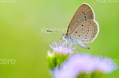 Close up small brown butterfly ( Tiny Grass Blue )