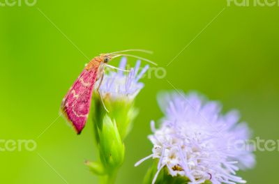 Small pink moth on flower of grass