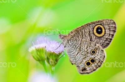 Close up of a grey-brown butterfly with `eye` spots on its wings