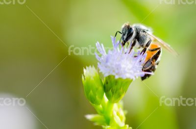 Small bee eating nectar on flower of Goat Weed Small bee eating nectar on flower of Goat Weed