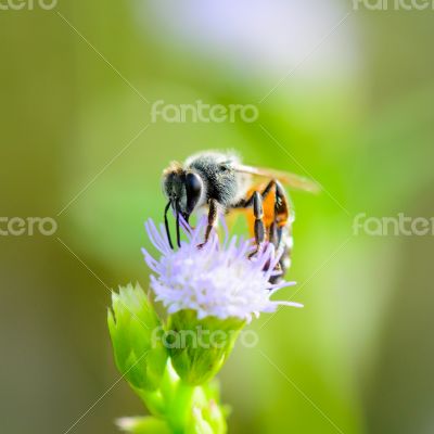 Small bee eating nectar on flower of Goat Weed