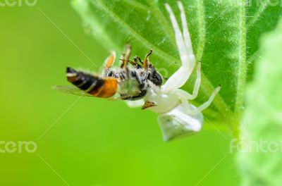 White Crab Spider eating a bee