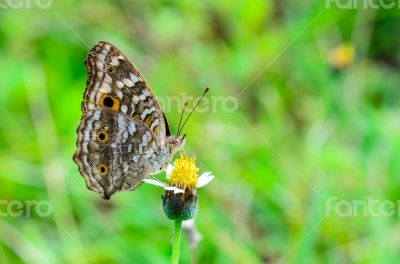 Lemon Pansy, Close up of a brown butterfly