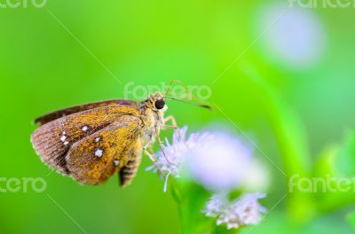 Chestnut Bob or lambrix salsala, Close up small brown butterfly