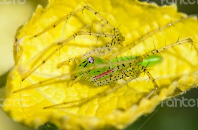 Green Lynx Spider is a conspicuous bright-green spider found on 
