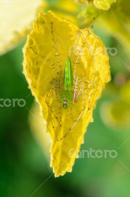 Green Lynx Spider is a conspicuous bright-green spider found on 