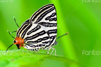 Club Silverline or Spindasis syama terana butterfly resting on a