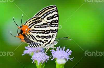 Club Silverline or Spindasis syama terana, white butterfly eatin
