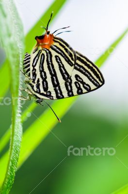 Club Silverline or Spindasis syama terana butterfly resting on a