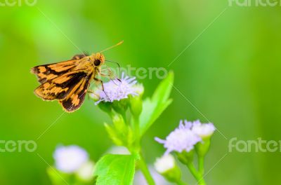 Peck`s skipper or Polites peckius, Close up small brown butterfl