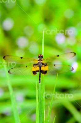 Dragonfly with black and yellow markings on its wings