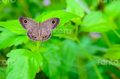 Ypthima baldus baldus or Common Five Ring butterfly