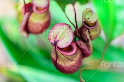 Nepenthes, Monkey Cup or Tropical Pitcher plant