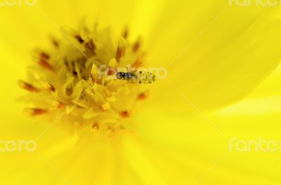 Tiny insects forage on yellow pollen
