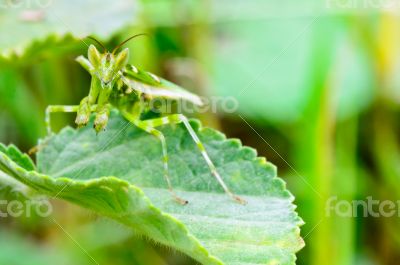 Jeweled Flower Mantis or Indian Flower Mantis