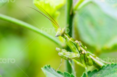 Jeweled Flower Mantis or Indian Flower Mantis