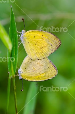 Common Grass Yellow butterfly mating