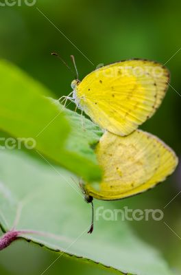 Common Grass Yellow butterfly mating