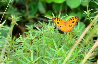 Peacock pansy butterfly Peacock pansy butterfly