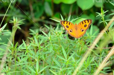 Peacock pansy butterfly