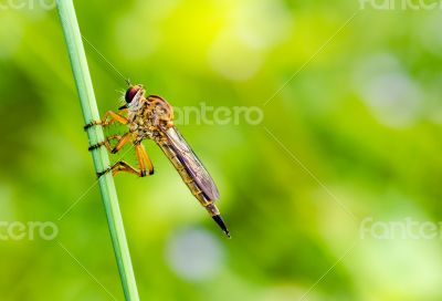 Robber Fly - Family Asilidae
