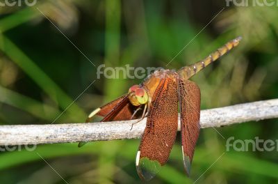 Russet Dragonfly or Neurothemis Fulvia female
