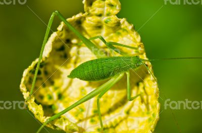  Speckled Bush Cricket  ( Leptophyes punctatissima )
