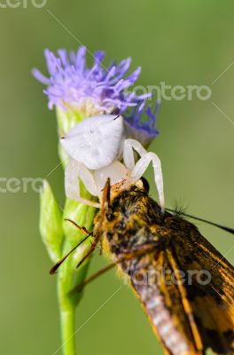 White Crab Spider on flower