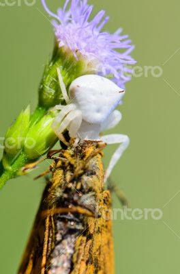 White Crab Spider on flower