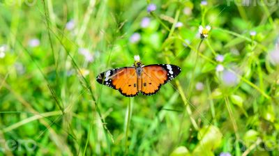 Plain Tiger butterfly ( Danaus chrysippus )