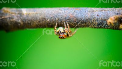 Jumping spider