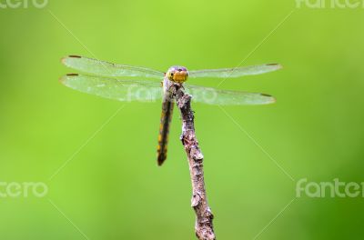 Dragonfly in nature
