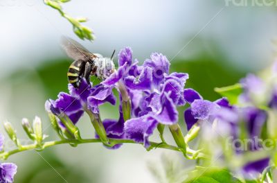 White-Banded Digger Bee (Amegilla quadrifasciata)