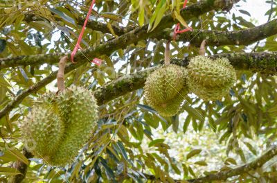 Durian on tree King of fruits in Thailand