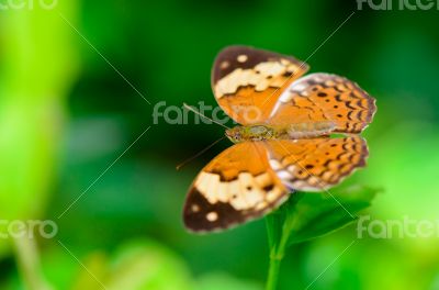 Rustic butterfly ( Cupha erymanthis )