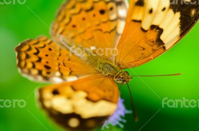 Rustic butterfly ( Cupha erymanthis )