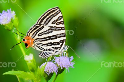 Club Silverline or Spindasis syama terana, white butterfly eatin