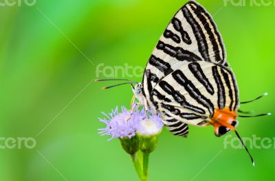 Club Silverline or Spindasis syama terana, white butterfly eatin