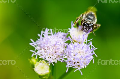 Small bees looking for nectar