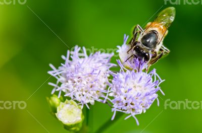 Small bees looking for nectar