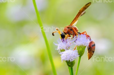Potter Wasp - Eumenes latreilli 