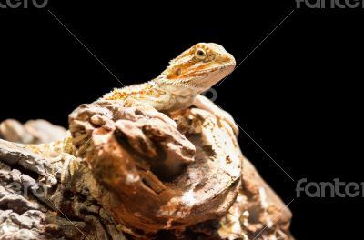 Bearded Dragon