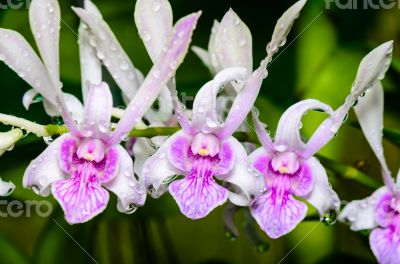 Dendrobium orchid hybrids is white with pink stripes.