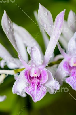 Dendrobium orchid hybrids is white with pink stripes.