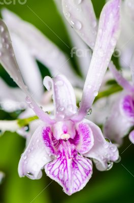 Dendrobium orchid hybrids is white with pink stripes.