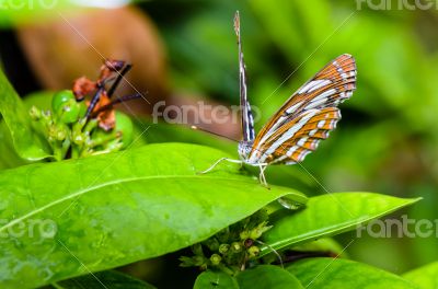 Common Sailor butterfly (Neptis hylas papaja)