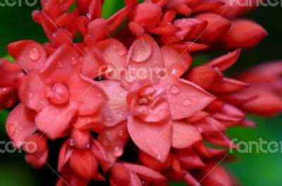Close up red flower of West Indian Jasmine ( Ixora chinensis Lam